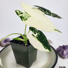 Load image into Gallery viewer, Alocasia Frydek, Exact Plant Variegated with baby