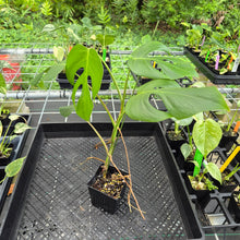 Load image into Gallery viewer, Monstera Sierrana Hawaii Clone, Exact Plant Ships Nationwide