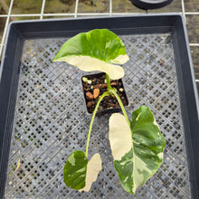 Load image into Gallery viewer, Alocasia Odora, Okinawa Silver, Exact Plant Variegated Ships Nationwide