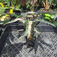 Load image into Gallery viewer, Alocasia Bambino Arrow Pink variegated 2.5" pot, Fedex 2day*