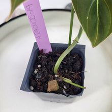 Load image into Gallery viewer, Philodendron Melanochrysum 2.5" pot, Fedex 2day*