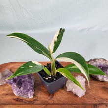 Load image into Gallery viewer, Philodendron Wend Imbe, Exact Plant Variegated