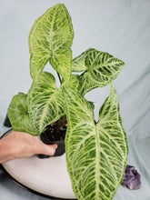 Load image into Gallery viewer, Syngonium Batik 4" pot, Fedex 2 day*