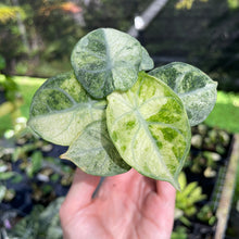 Load image into Gallery viewer, Alocasia Ninja Tricolor Splash, Black Velvet Variegated 2.5" pot, Fedex 2day*