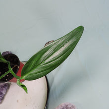 Load image into Gallery viewer, Epipremnum Amplissimum Silver Stripe Shipped Nationwide