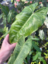 Load image into Gallery viewer, Philodendron Paraiso Verde 4" pot, Fedex 2day*