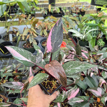 Load image into Gallery viewer, Philodendron Pink Princess Galaxy Variegated 4" pot, Fedex 2day*