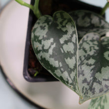 Load image into Gallery viewer, Scindapsus Silver Lady Shipped Nationwide