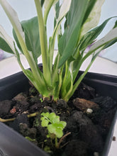 Load image into Gallery viewer, Jessica, Exact Plant, double plant, variegated Spathiphyllum