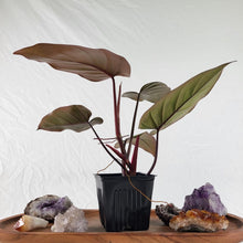 Load image into Gallery viewer, Philodendron Dark Lord 4" pot, Fedex 2day*