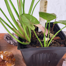 Load image into Gallery viewer, Syngonium Pink Spot, Exact Plant Variegated Ships Nationwide