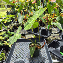 Load image into Gallery viewer, Philodendron Gloriosum, Pink Veined Back, Exact Plant Ships Nationwide