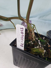 Load image into Gallery viewer, Panda, Exact Plant, variegated Syngonium