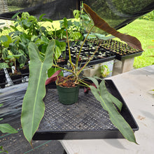 Load image into Gallery viewer, Philodendron Atabapoense exact plant, Fedex 2day*