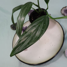 Load image into Gallery viewer, Epipremnum Amplissimum Silver Stripe Shipped Nationwide