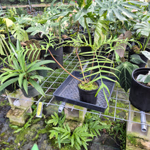 Load image into Gallery viewer, Philodendron Polypodioides, Exact Plant