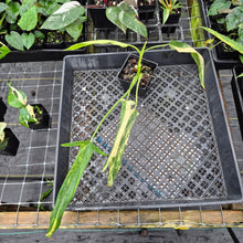 Load image into Gallery viewer, Philodendron Holtonianum Variegated, Exact Plant Ships Nationwide