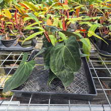 Load image into Gallery viewer, Anthurium Ace Of Spades X Papillilaminum, Exact Plant Ships Nationwide