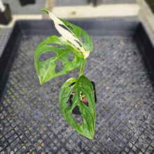 Load image into Gallery viewer, Monstera Adansonii Albo Tricolor Variegated 2.5" pot, Fedex 2day*