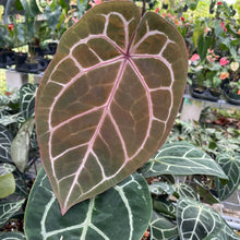 Load image into Gallery viewer, Anthurium Red Crystallinum Doc Block 6" pot, Fedex 2day