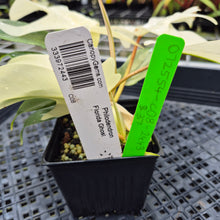 Load image into Gallery viewer, Philodendron Florida Ghost, Exact Plant Ships Nationwide