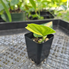 Load image into Gallery viewer, Scindapsus Rubicon, Exact Plant Variegated Ships Nationwide