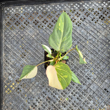 Load image into Gallery viewer, Philodendron Gloriosum Exact Plant Ships nationwide