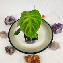 Load image into Gallery viewer, Philodendron Verrucosum 2.5" pot, Fedex 2day*