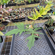 Load image into Gallery viewer, Philodendron Florida Beauty X Tortum Variegated exact plant, Fedex 2day*