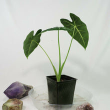 Load image into Gallery viewer, Alocasia Frydek, Micholitziana 4" pot, Fedex 2 day*