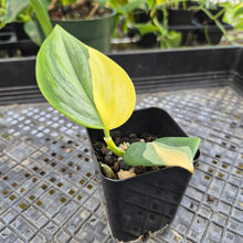Load image into Gallery viewer, Scindapsus Rubicon, Exact Plant Variegated Ships Nationwide
