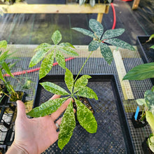 Load image into Gallery viewer, Pachira Aquatica Money Tree, Exact Plant Variegated 4" grafted Ships Nationwide