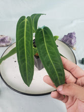 Load image into Gallery viewer, Anthurium Warocqueanum, Queen, Exact Plant