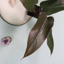Load image into Gallery viewer, Philodendron Majesty Shipped Nationwide