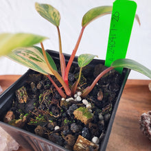 Load image into Gallery viewer, Philodendron Strawberry Shake, Exact Plant Variegated Ships Nationwide