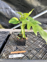 Load image into Gallery viewer, Philodendron Radiatum, Exact Plant Variegated Ships Nationwide