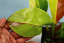 Load image into Gallery viewer, Variegated Philodendron Red Moon 'Half moon' Exact Plant