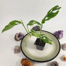 Load image into Gallery viewer, Monstera Adansonii Mint "Indonesia", Exact Plant Variegated Ships Nationwide