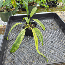 Load image into Gallery viewer, Anthurium Vittarifolium , Exact Plant Variegated Ships Nationwide