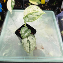 Load image into Gallery viewer, Scindapsus Peasun, Exact Plant Variegated Ships Nationwide