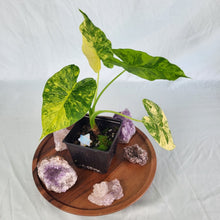 Load image into Gallery viewer, Alocasia Gageana Aurea Variegated 4" pot, Fedex 2day*