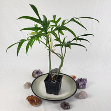 Load image into Gallery viewer, Philodendron Quercifolium, Exact Plant Ships Nationwide