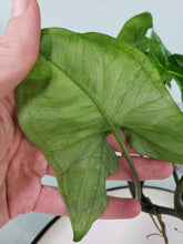 Load image into Gallery viewer, Panda, Exact Plant, variegated Syngonium