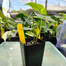 Load image into Gallery viewer, Monstera Siltepecana, Exact Plant Variegated Ships Nationwide