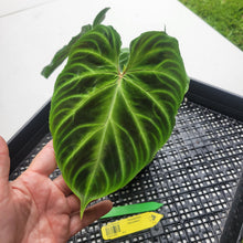 Load image into Gallery viewer, Philodendron Verrucosum, Exact Plant Ships Nationwide