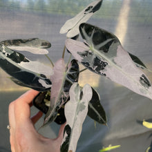 Load image into Gallery viewer, Alocasia Bambino Arrow Pink variegated exact plant, Fedex 2day*