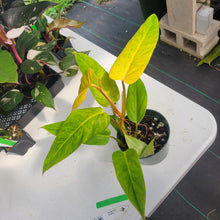 Load image into Gallery viewer, Philodendron Goldiana, Exact Plant Ships Nationwide
