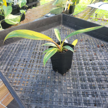 Load image into Gallery viewer, Philodendron Caramel Marble, Exact Plant Variegated Ships Nationwide