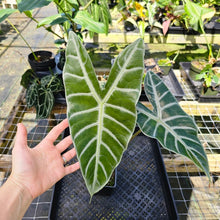 Load image into Gallery viewer, Alocasia Longiloba Lowii, Exact Plant