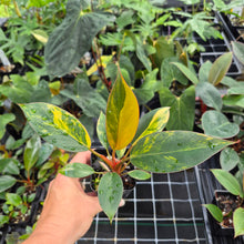 Load image into Gallery viewer, Philodendron Red Congo Variegated 2.5" pot, Fedex 2day*